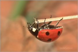 <p>LUNÉČKO SEDMITEČNÉ (Coccinella septempunctata)  ---- /Seven-spotted ladybug - Siebenpunkt-Marienkäfer/</p>